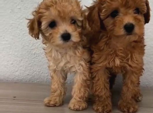 Şeker Tadında Poodle Bebekler görsel