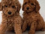 Şeker Tadında Poodle Bebekler