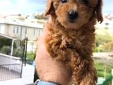 Şeker Tadında Poodle Bebekler