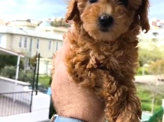 Şeker Tadında Poodle Bebekler görsel
