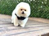 Teady Bear Pomeranian Boo Bebeklerimiz