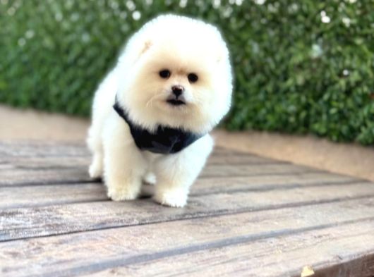 Teady Bear Pomeranian Boo Bebeklerimiz görsel