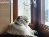 Scottish Fold
