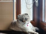 Scottish Fold