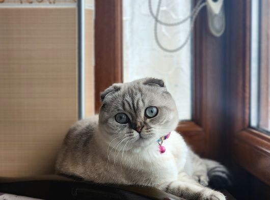 Scottish Fold görsel