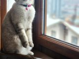 Scottish Fold