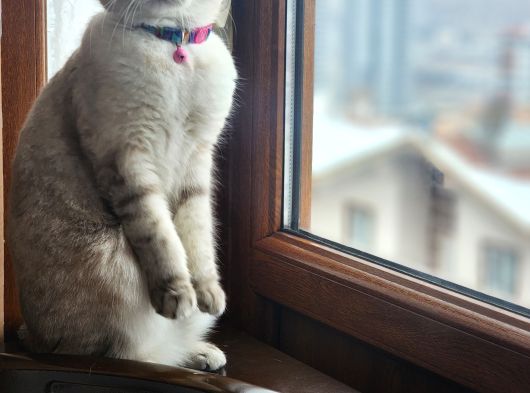 Scottish Fold görsel