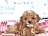 MALTİPOO CİNSİ YAVRULAR EV ÜRETİMİ