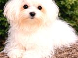 MALTESE TERRİER CİNSİ YAVRULAR