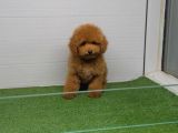 Toy Poodle Sevi̇mli̇ Yavrular Ev Üreti̇mi̇