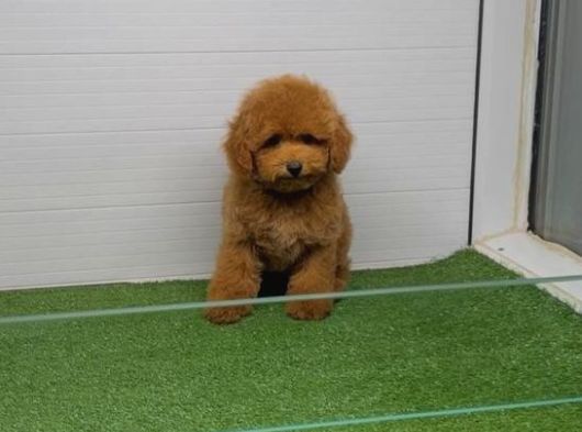 Toy Poodle Sevi̇mli̇ Yavrular Ev Üreti̇mi̇ görsel
