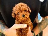 TOY POODLE SEVİMLİ YAVRULAR EV ÜRETİMİ