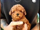 Toy Poodle Sevi̇mli̇ Yavrular Ev Üreti̇mi̇