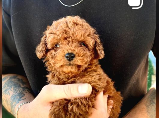 Toy Poodle Sevi̇mli̇ Yavrular Ev Üreti̇mi̇ görsel