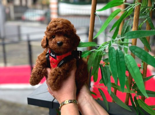 Kore Poodle Yavrularımız Sahnede görsel