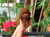 Kore poodle yavrularımız sahnede
