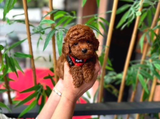 Kore Poodle Yavrularımız Sahnede