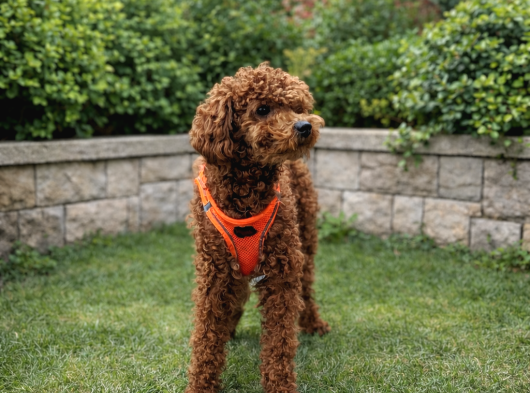 Elite Class Toy Poodle