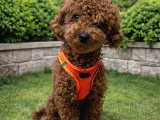 Elite Class Toy Poodle