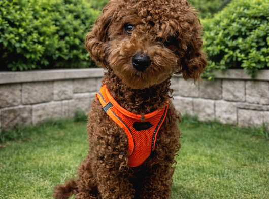 Elite Class Toy Poodle görsel