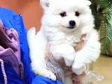 Bembeyaz Güzellikler Safkan Samoyed Yavruları Mama Ve Malze
