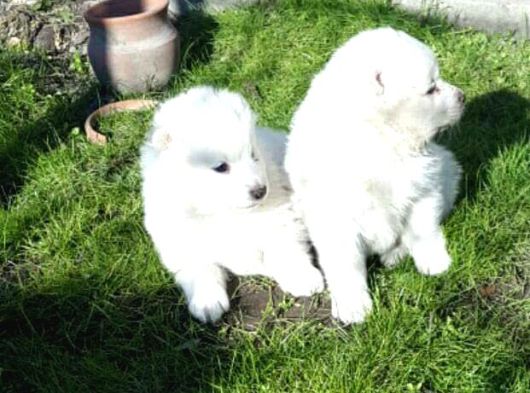 Bembeyaz Güzellikler Safkan Samoyed Yavruları Mama Ve Malze görsel