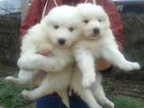 Bembeyaz Güzellikler Safkan Samoyed Yavruları Mama Ve Malze