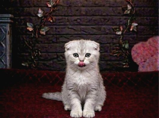 Scottish Fold Bebeklerimiz