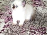 Boncuk gözlü oğlum