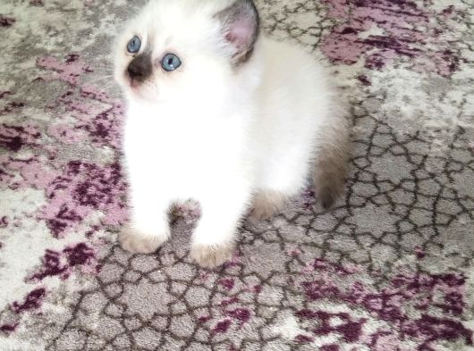 Boncuk Gözlü Oğlum