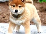 Safkan Shiba Inu Yavrular  Sağlıklı Ve Sevimli