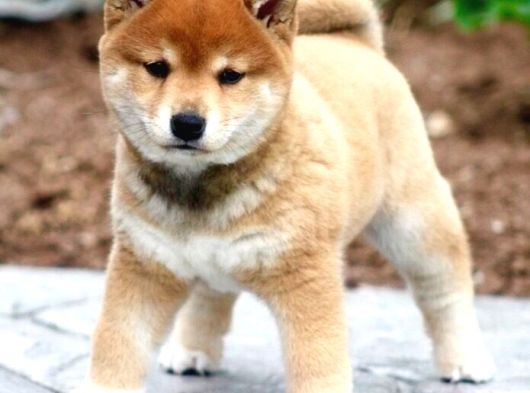 Safkan Shiba Inu Yavrular  Sağlıklı Ve Sevimli görsel