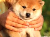 Safkan Shiba Inu Yavrular  Sağlıklı ve Sevimli