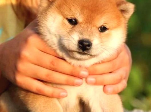 Safkan Shiba Inu Yavrular  Sağlıklı ve Sevimli
