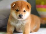 Safkan Shiba Inu Yavrular  Sağlıklı Ve Sevimli