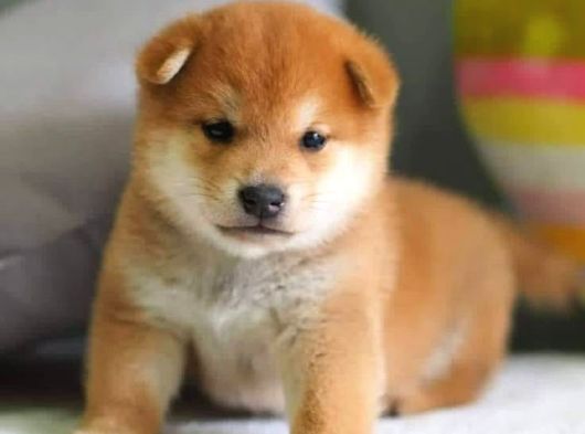 Safkan Shiba Inu Yavrular  Sağlıklı Ve Sevimli görsel