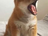 Safkan Shiba Inu Yavrular  Sağlıklı Ve Sevimli