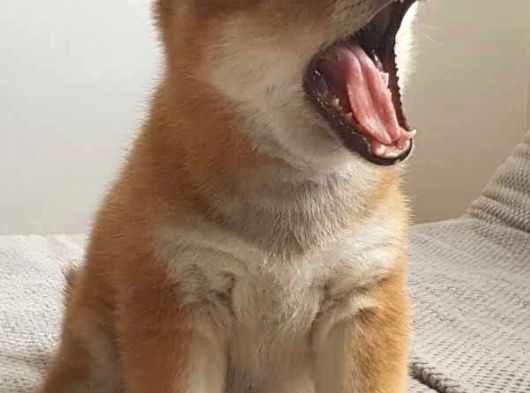 Safkan Shiba Inu Yavrular  Sağlıklı Ve Sevimli görsel