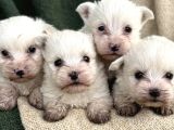 Maltese Terrier Yavrular