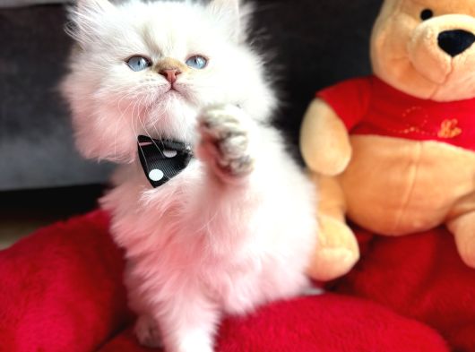 A Kalite Scottish-British Longhair Yavru Arayanlara