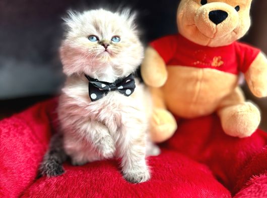 A Kalite Scottish-British Longhair Yavru Arayanlara görsel
