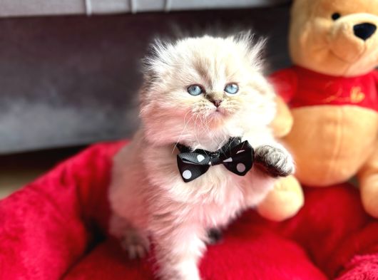 A Kalite Scottish-British Longhair Yavru Arayanlara görsel