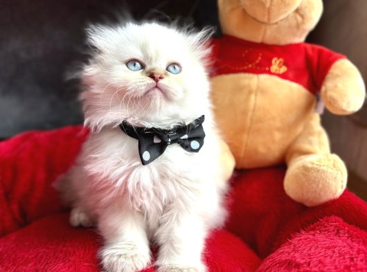 A Kalite Scottish-British Longhair Yavru Arayanlara görsel