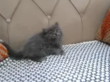 Brtish Longhair ERKEK