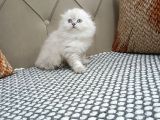 Scotti̇sh Fold Poi̇nt