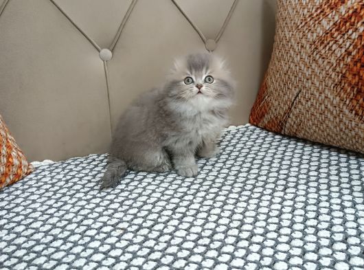 Kusursuz Scotti̇sh Fold görsel