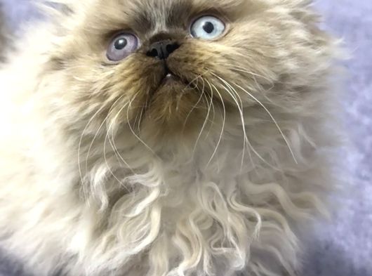 İran Hi̇malayan - Odd Eyes görsel