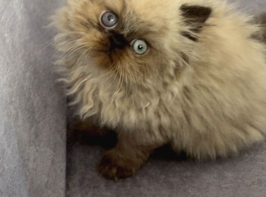 İran Hi̇malayan - Odd Eyes görsel