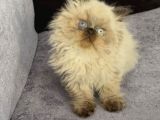 İRAN HİMALAYAN - Odd Eyes