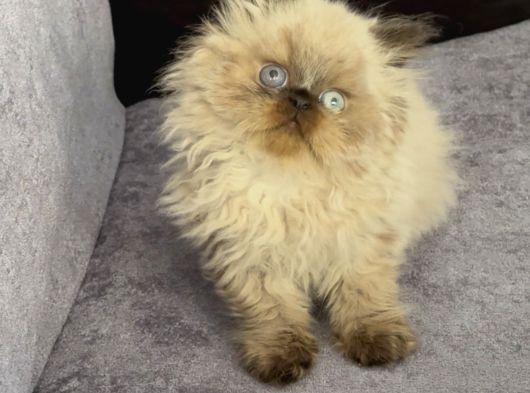 İran Hi̇malayan - Odd Eyes